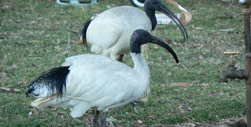 Ibis Overlay