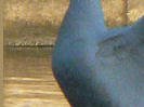 � mjc Header 04